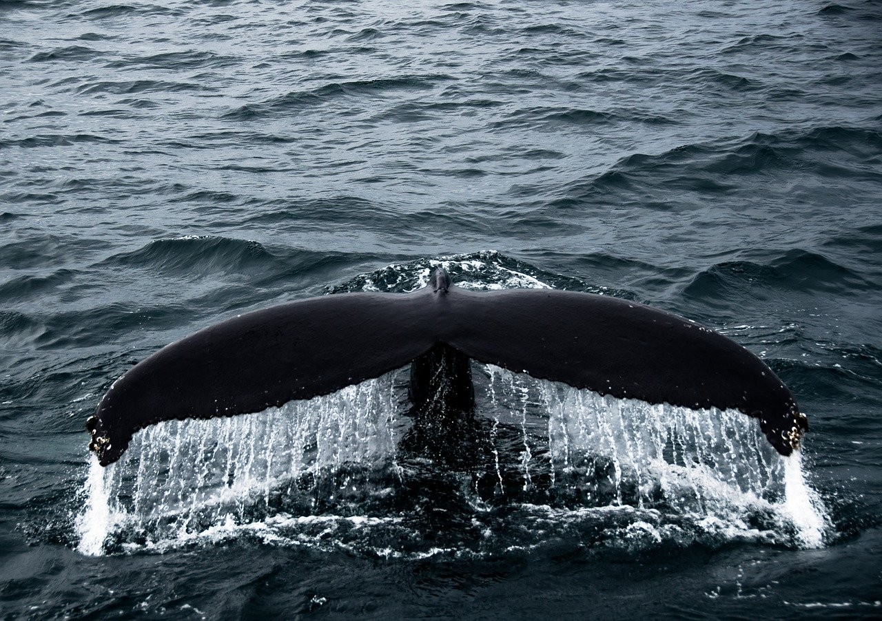Où et quand observer les baleines en islande ready to go